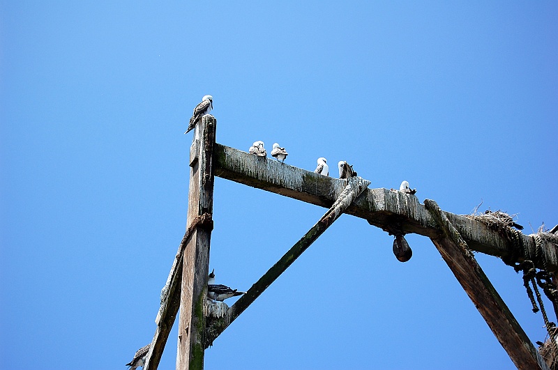 Ania-2.JPG - Na wyspach funkcjonują jeszcze urządzenia do zbierania guana, niegdyś peruwiańskiego towaru eksportowego numer jeden. Po naszemu - ptasie kupy. :) (Zdjęcie: Ania)