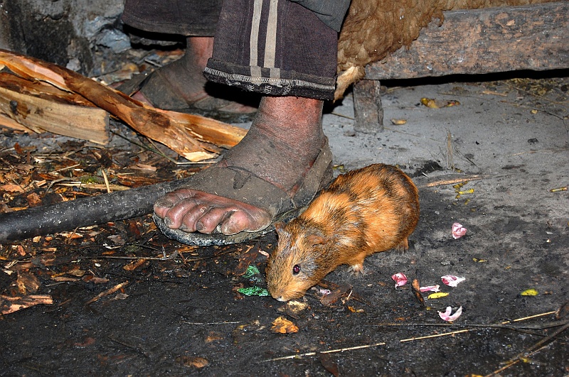 Ania_super-31.JPG - Pan, jego sandał i jego świnka morska. I co, źle wam w waszych mieszkankach? ;) (Zdjęcie: Ania)