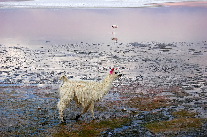 Ania-111.JPG - Flaming i lama, która kroczy jak dama. (Zdjęcie: Ania)