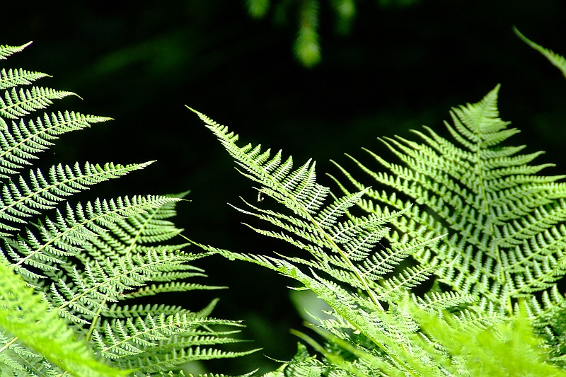 DSCF0736.JPG - Paproci trafiły się nam akurat soczyste -- szczęście początkującego.