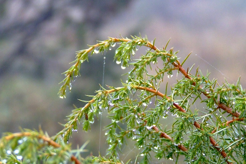 DSCF1557.JPG - Jesienne rosy i deszcze.