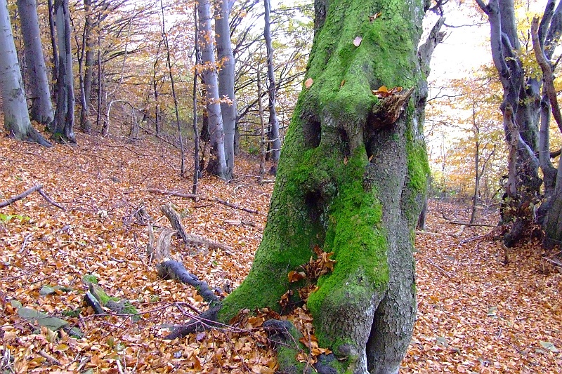 DSCF1598.JPG - Buki, mech. Bieszczadzka jesień w pełni.