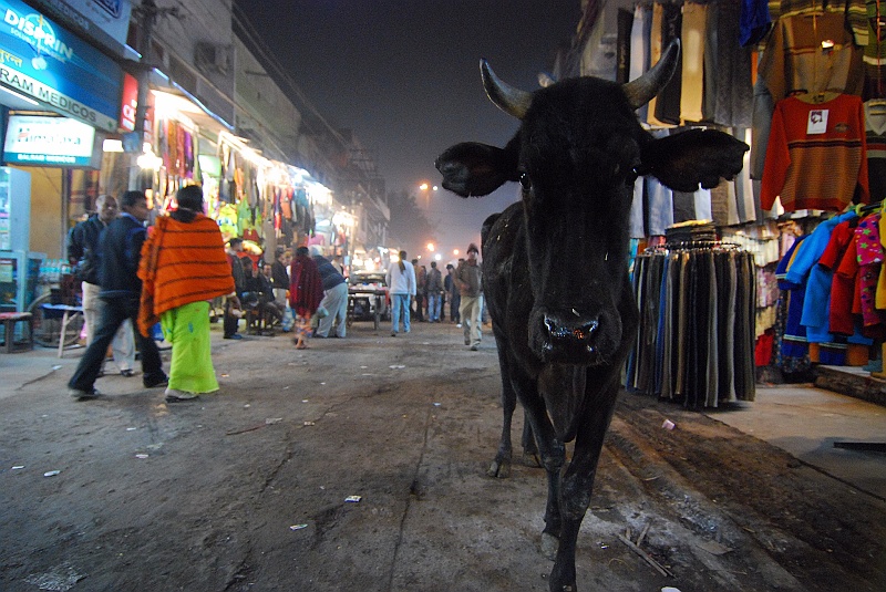 Indie0026.JPG - Stołeczna święta krowa. :) (Zdjęcie: Laura i Astronom)