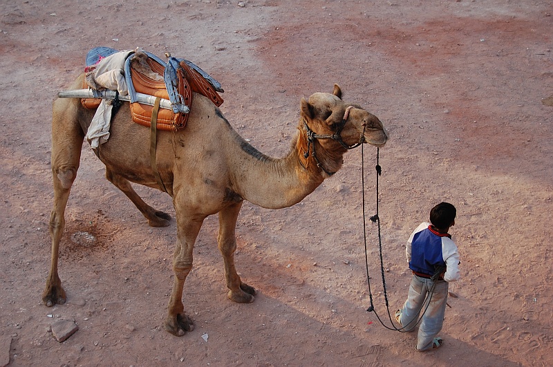 12.Jodhpur_DSC_0059.JPG - Wielbłąd też zwierzę i czasem odczuwa parcie na pęcherz. (Zdjęcie: Bartek)