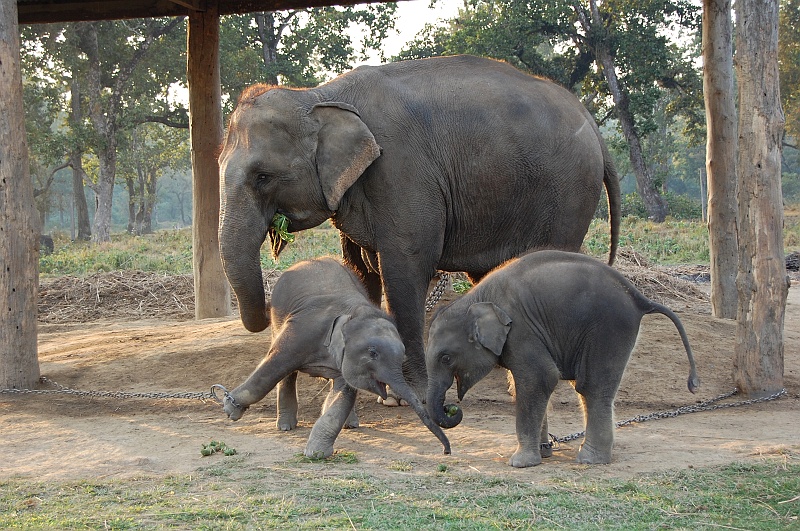 05_24.JPG - Jeden z bliźniaków podjada porcje brata. (Zdjęcie: Ania)