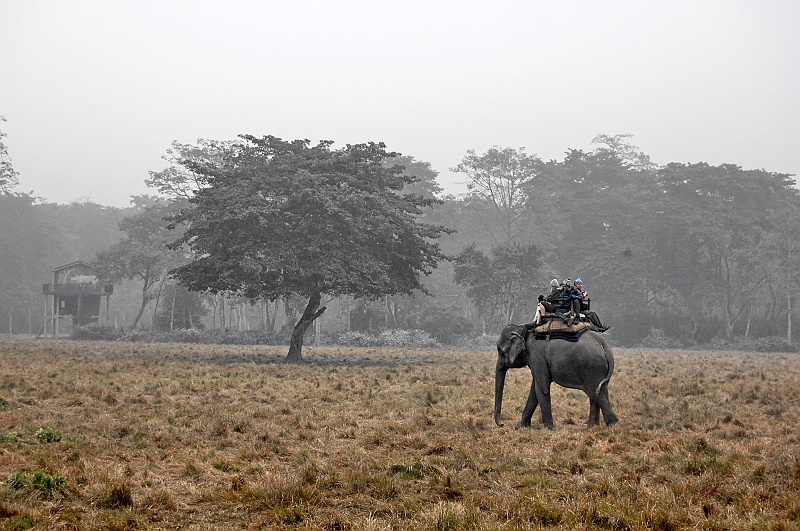 06.Chitwan_DSC_2086.JPG - Potem przemierzaliśmy dżunglę na słoniowym grzbiecie - żeby było bezpieczniej. (Zdjęcie: Bartek)