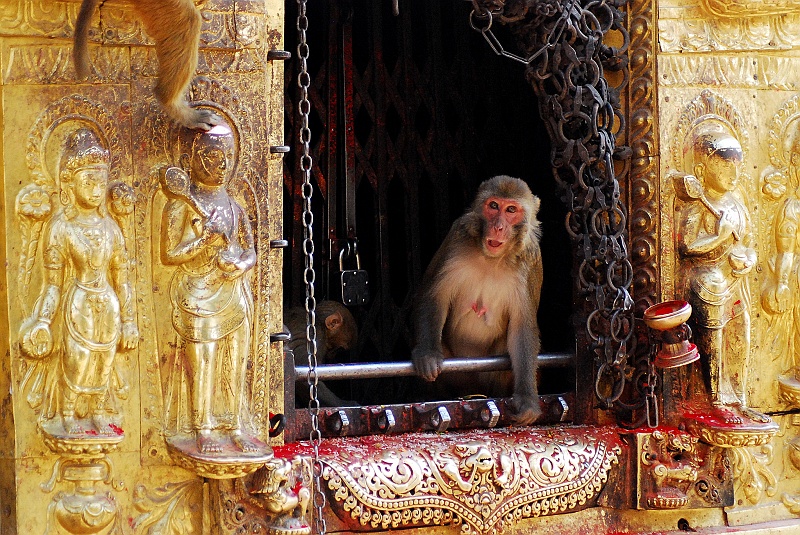 Indie0254.JPG - Świątynie otwarte są dla każdego bez wyjątku. (Zdjęcie: Laura i Astronom)