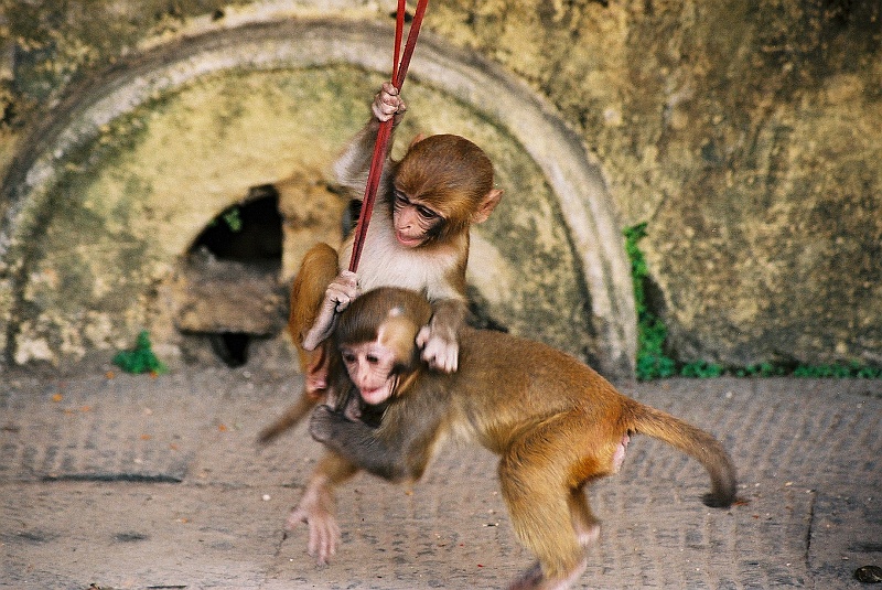 Indie0311.JPG - Katmandu i okolice to raj dla małp. Zabawiają przechodniów i pielgrzymów na każdym kroku. (Zdjęcie: Laura i Astronom)