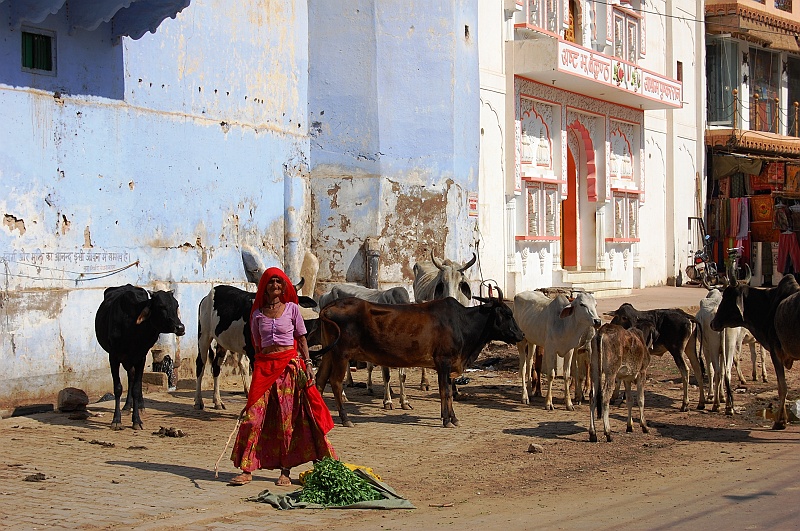 11_16.JPG - Oczywiście i tutaj nie może zabraknąć krów. (Zdjęcie: Ania)