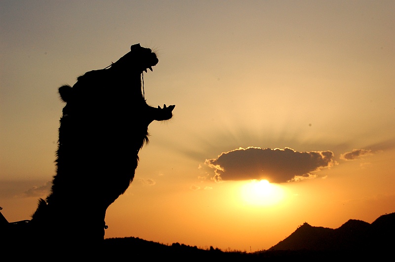 11_33.JPG - Nasz dzielny wielbłądzi wierzchowiec wyje do zachodu słońca. :) (Zdjęcie: Ania)