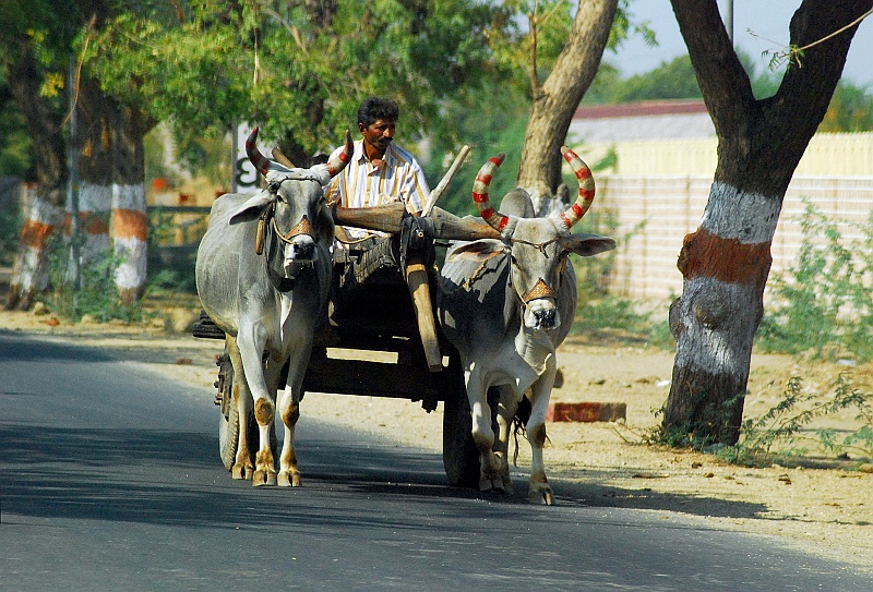 Indie0518.JPG - Hindusi potrafią zadbać o każdego woła mechanicznego w swoim pojeździe. Tutaj gustowny hornocure. (Zdjęcie: Laura i Astronom)