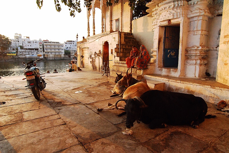 Indie0473.JPG - Zbliża się wieczór, nawet krowy wrzucają sobie luz. Miękkie światło nastraja do refleksji. (Zdjęcie: Laura i Astronom)