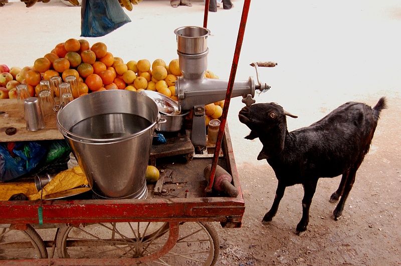 03_73.JPG - Koza, miłośniczka soków. (Zdjęcie: Ania)