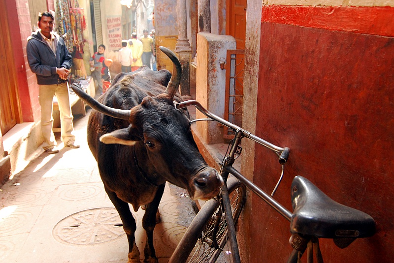 Indie0114.JPG - Krowa drapie się za uszkiem rowerową rączką. (Zdjęcie: Laura i Astronom)