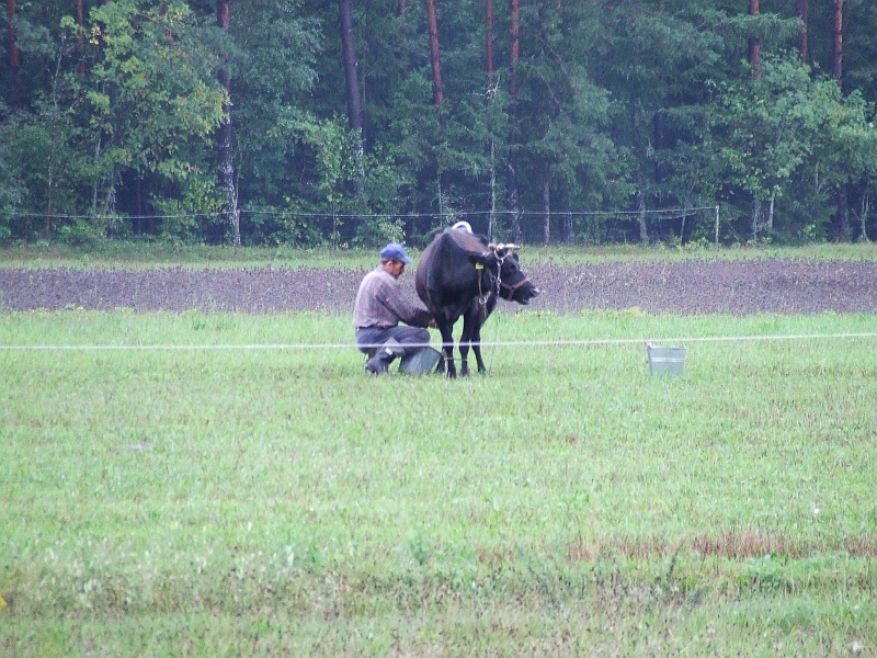 2006_0814CzarnaHancza0042.JPG - A tutaj rzecz rzadko w naszych stronach spotykana. Dojenie krowy w plenerze.