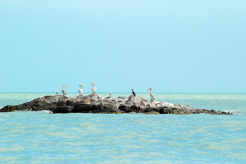 kaza-kirg0328c.JPG - Pelikany na Bałchaszu. (Zdjęcie: Laura i Astronom)