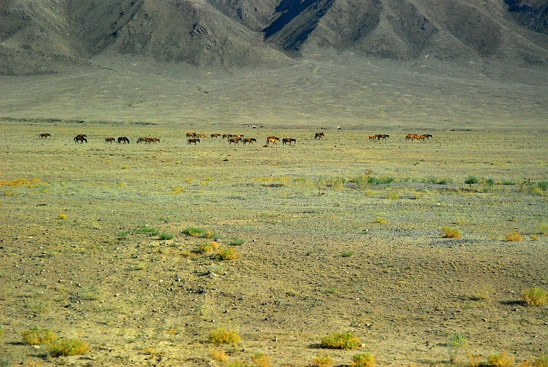 kaza-kirg0114.JPG - A to już inny typowy stepowy obrazek. Stado koni. My Polacy uważamy się za koniarzy, ale po tym wyjeździe musimy stwierdzić, że chyba nieco na wyrost. :) (Zdjęcie: Laura i Astronom)