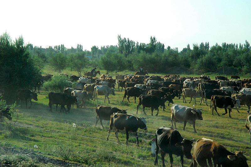 kaza-kirg0123.JPG - Popołudniowy spęd bydła. (Zdjęcie: Laura i Astronom)