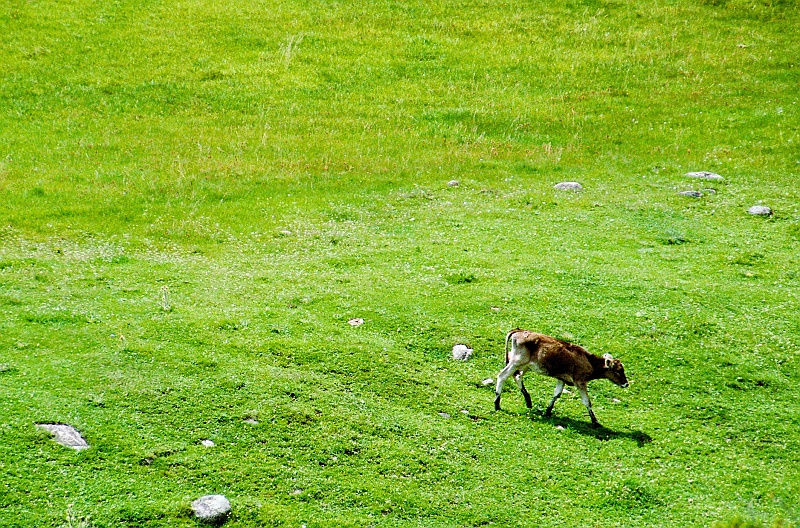 Image0269.jpg - Prawy dolny róg, gracja ruchów, kształtna głowa skierowana po przekątnej, soczysta zieleń. To zdjęcie jeszcze wypłynie na szerokie wody... :D (Zdjęcie: Bartek)