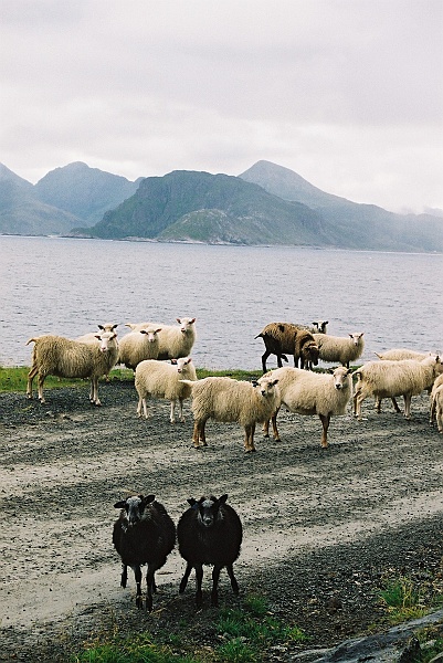 F1000003.JPG - To nieprawda, że czarna owca jest zawsze tylko jedna. Oto dowód! :) (Zdjęcie - Laura).