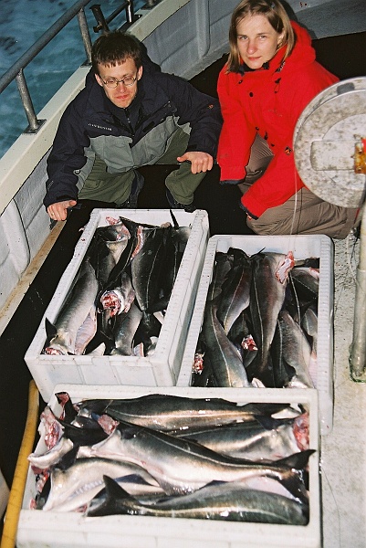 F1000011.JPG - A to efekt ostateczny. Po odgłowieniu (czyli odpada 40% masy) pozostaje ćwierć tony (!) dorsza. Efekt trzygodzinnego połowu na pięć wędek. (Zdjęcie - Rafał).