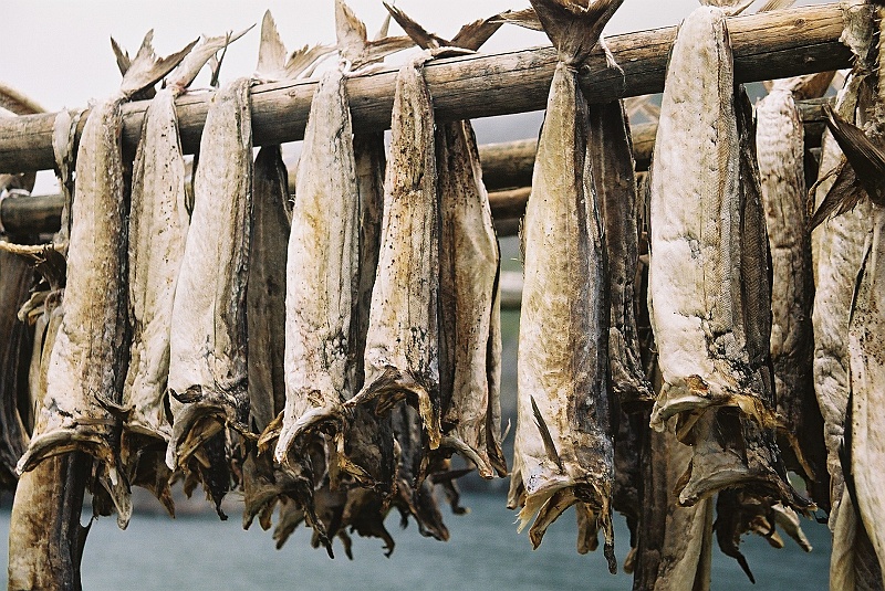 F1050010.JPG - Sztokfisze, duma Lofotów. (Zdjęcie - Rafał).