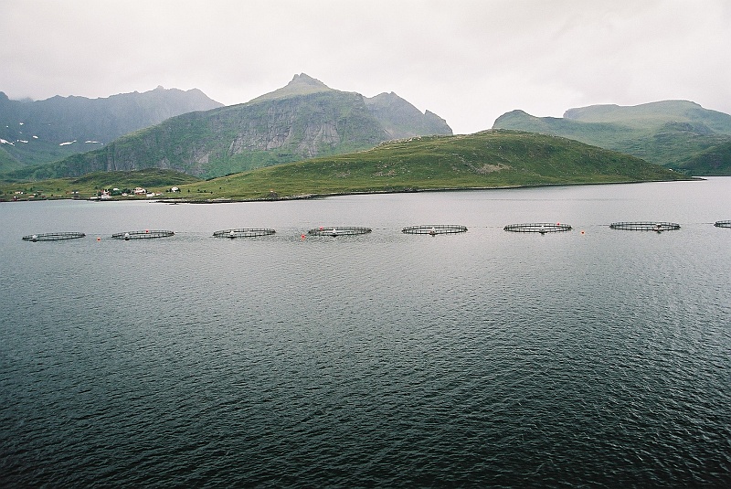 F1050020.JPG - Hodowla łososia w przesmyku pomiędzy wyspami Lofotów. Omywa je Golfstrom. (Zdjęcie - Rafał).