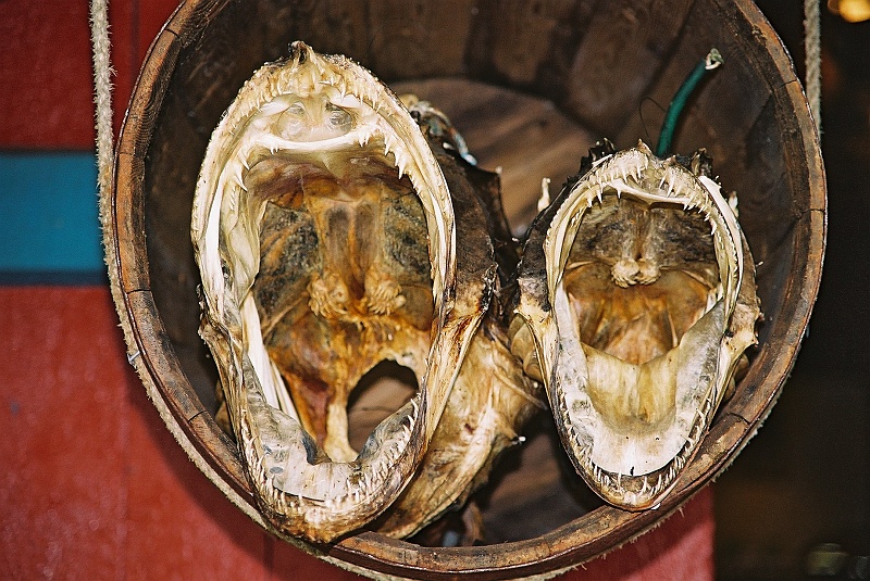 F1050025.JPG - Hm, tak precyzując to na poprzednim zdjęciu były suszone głowy dorsza oraz Rafał. Właściwe suszone głowy saute znajdują się na zdjęciu które widzimy teraz... :) (Zdjęcie - Rafał).