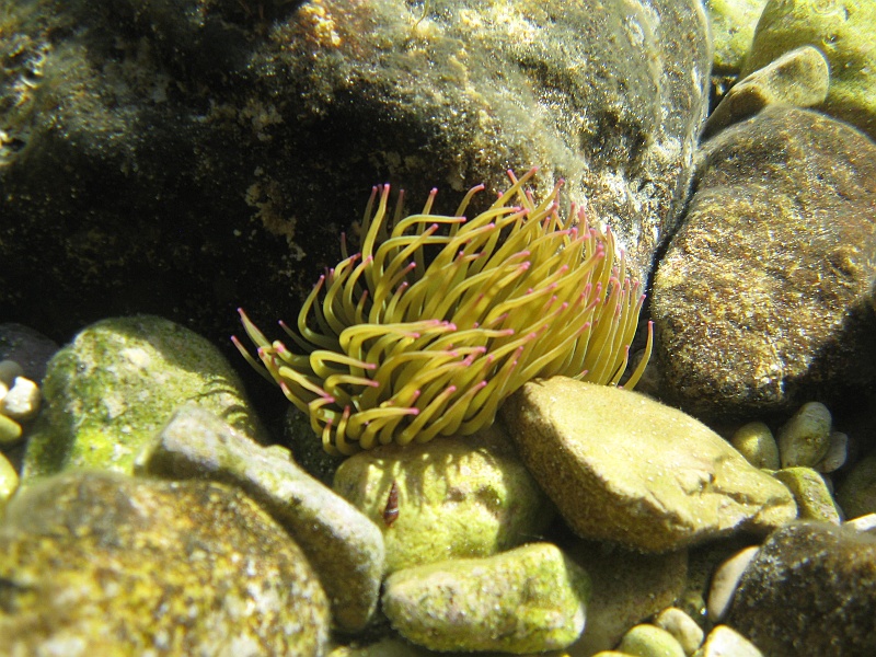 IMG_3203.JPG - Podwodne ukwiały.