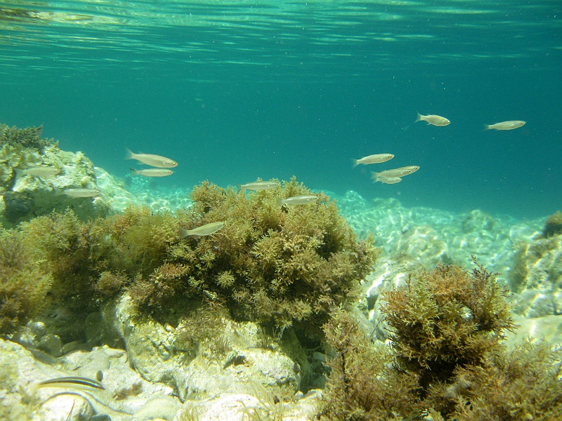 IMG_3208.JPG - I rybki.