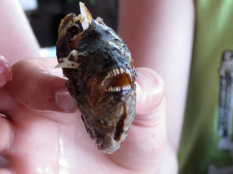 IMG_3230.JPG - Rybki, które schrupaliśmy. Groźnie wyglądały, pysznie smakowały.