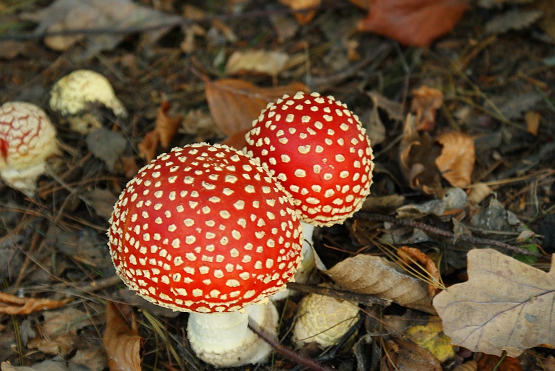 DSC09666.JPG - Grzybów było mnóstwo. Zamarynowaliśmy je sobie na zimę. :-P