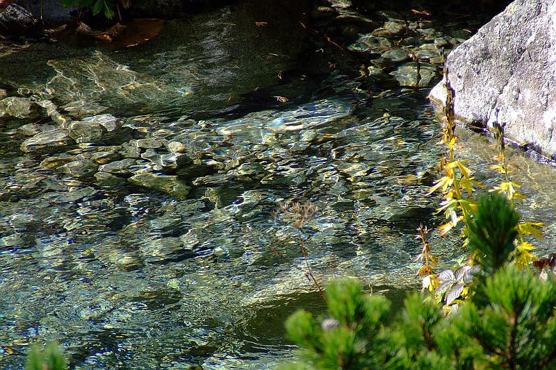 DSCF9120.JPG - W sobotę wyruszamy do Chaty Teryho. Krystalicznie czysta woda w potokach, świeże powetrze i te sprawy.